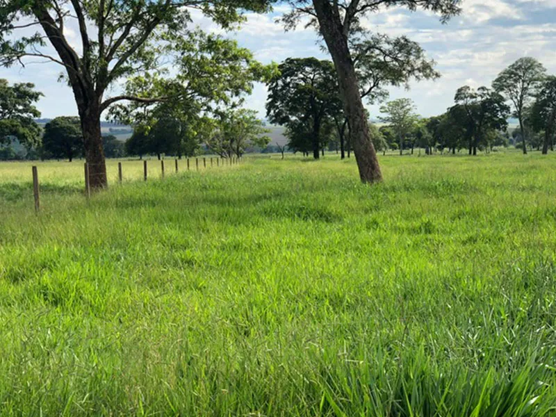 Arborização nas pastagens