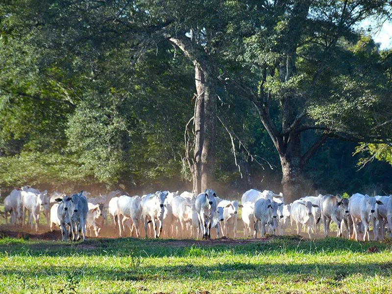 Áreas de reserva