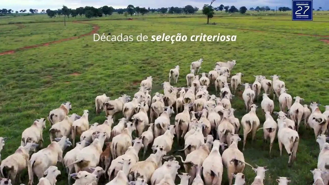 Vídeo: Décadas de seleção criteriosa