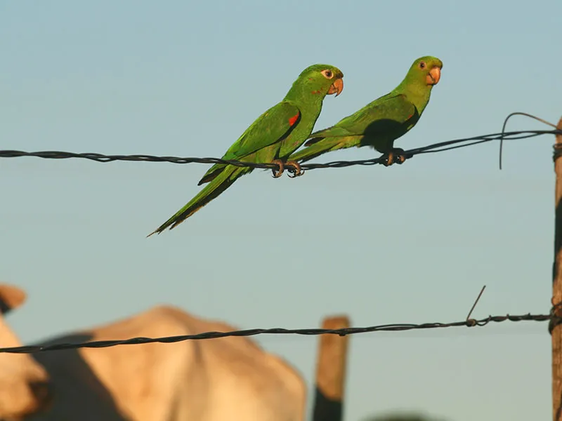Natureza na fazenda