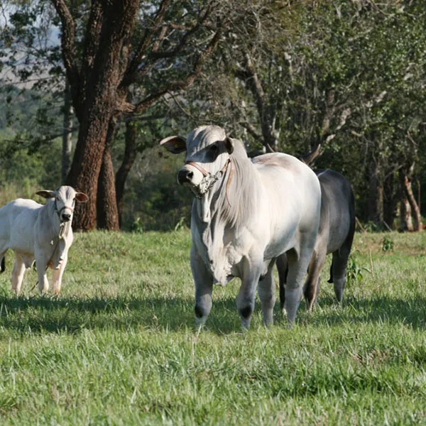 Nelore