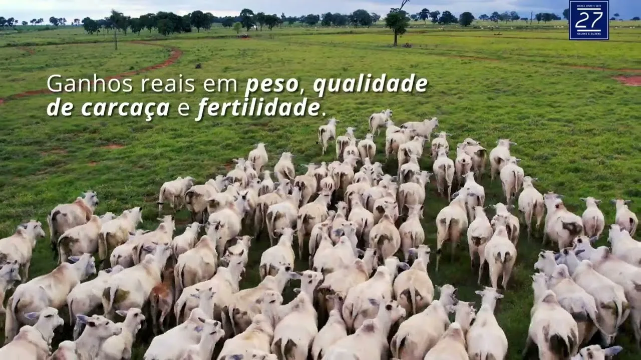 Vídeo: Ganhos reais em peso, qualidade de carcaça e fertilidade