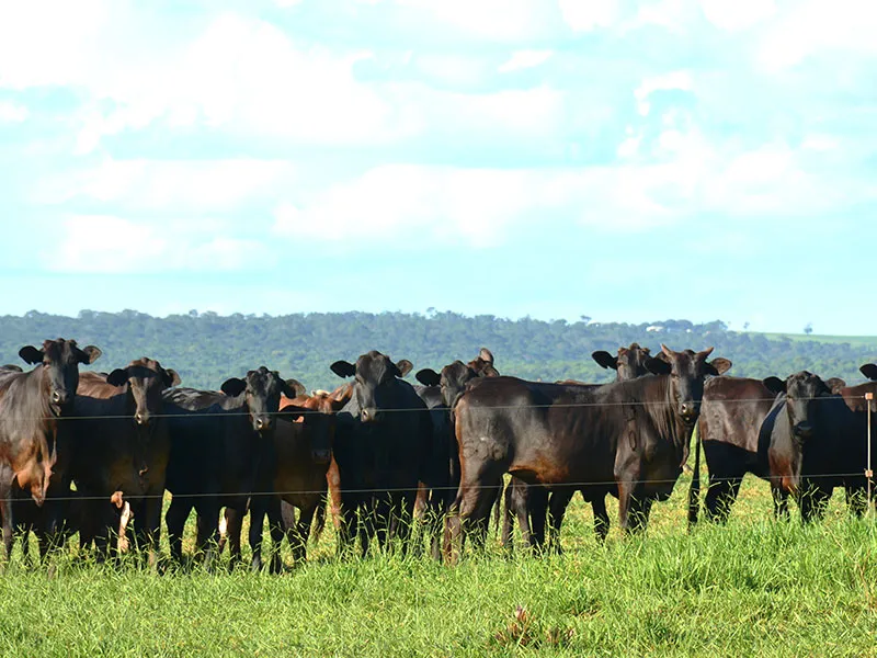 Receptoras Angus
