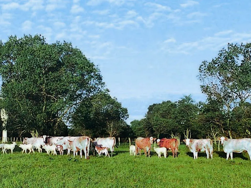 Receptoras de embrião