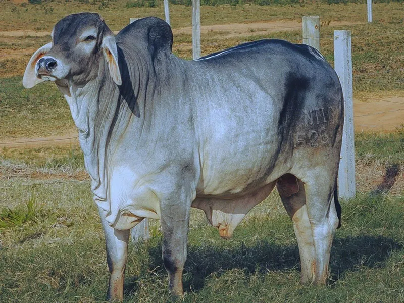 Touro Guzerá