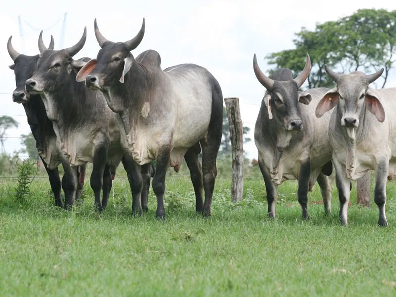 Touros Guzerá