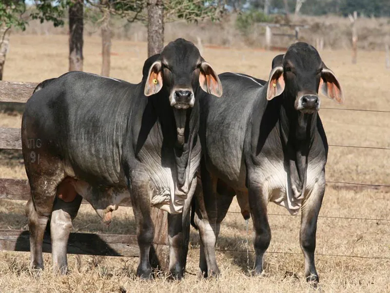 Touros jovens Guzerá