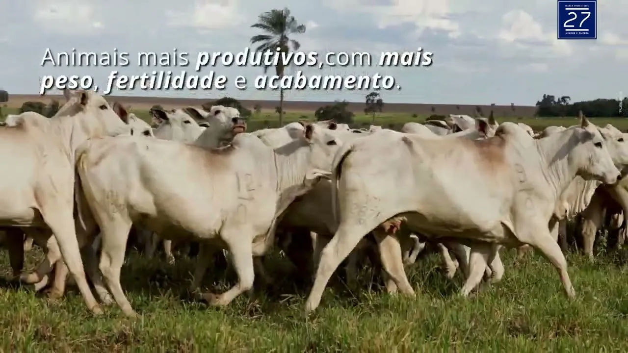 Vídeo: Tradição e inovação